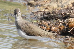 Green Sandpiper