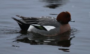 Wigeon (M) in the snow