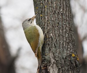 Grey-headed Woodpecker