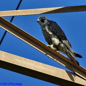 Peregrine falcon