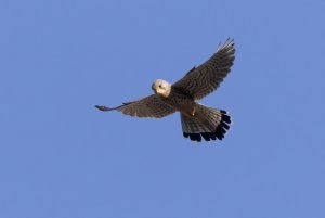 Kestrel