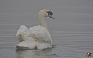 Mute Swan 6800.jpg