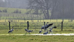 Great spring migration. Danses of cranes