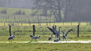Great spring migration. Danses of  cranes