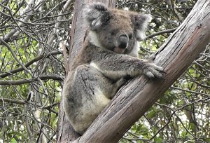 Koala 'cinereus'