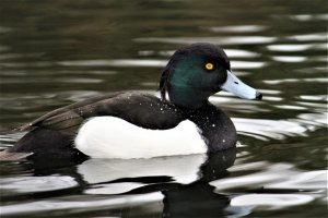 Tufted Duck