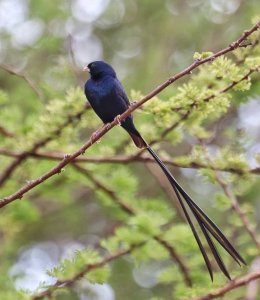 Steel-blue Whydah