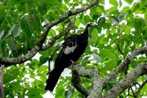 White-throated Piping-Guan