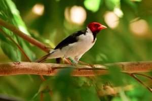 Yellow-billed Cardinal