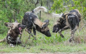 African Wild Dog