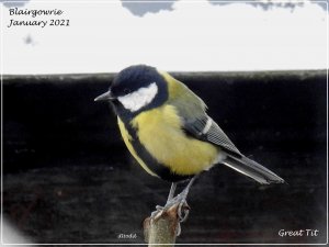 BF Great Tit.jpg