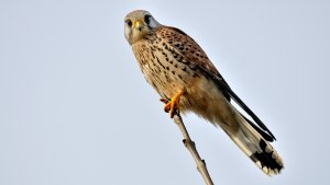 Common kestrel