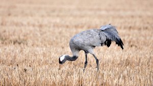 Feeding on a barn field. Common Crane