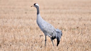 Feeding on a barn field. Common Crane