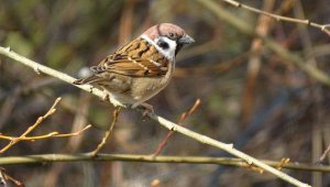 Tree Sparrow