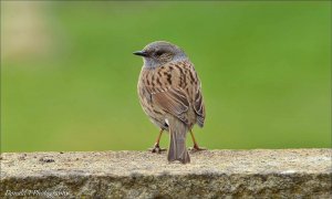 Dunnock