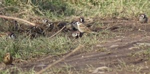 Tree Sparrows