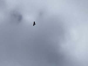 Buzzard Soaring