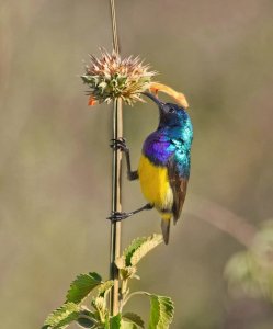 Variable Sunbird