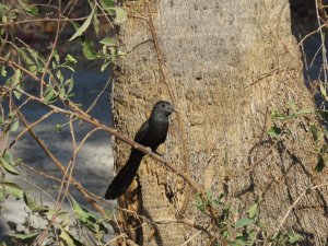 Groove-billed Ani