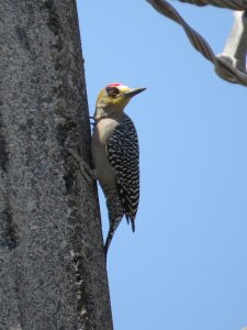 Golden-cheeked Woodpecker