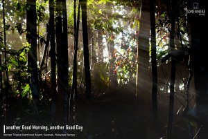 Morning Light in Borneo Rainforest