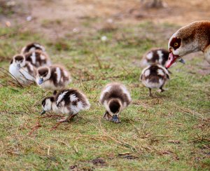 Egyptian Goose and her ducklings