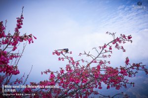 White-eared Sibia, Taiwan