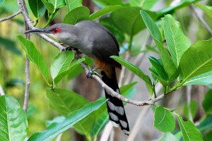 Hispaniolan Lizard-cuckoo