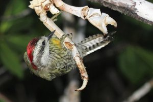 Cuban green woodpecker