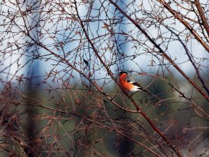 Winter bullfinch (male)