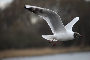 Black Headed Gulls