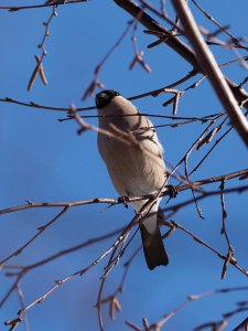 Female bullfinch