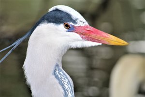 Grey Heron