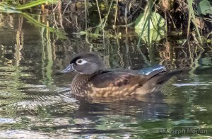 Wood Duck