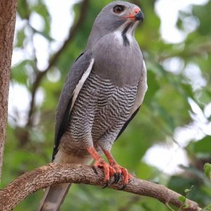 Lizard Buzzard