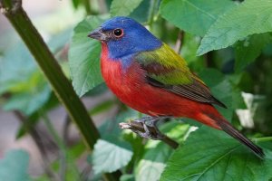 Painted bunting - male