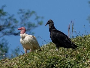 Albino Black Vulture