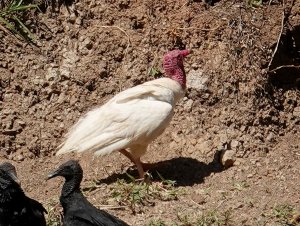 Albino Black Vulture (2)