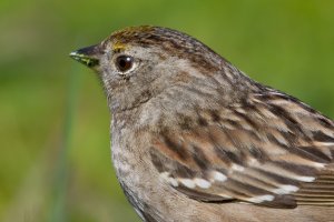 Close-up of a Golden-crowned Sparrow