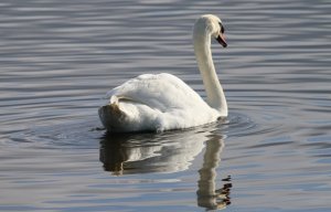 Mute Swan (M)