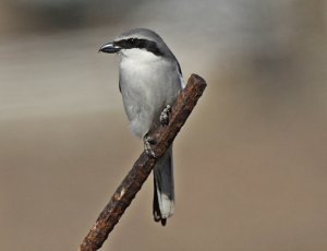 canary shrike