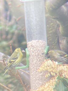 Siskins