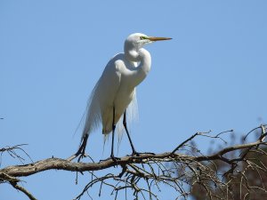 Great Egret in breeding plumage..jpg