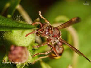 Paper Wasp (Polistes sp.)