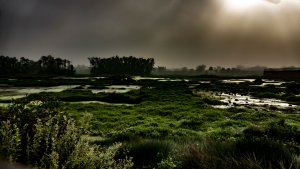 Dawn on swamp