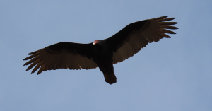 Turkey vulture