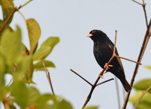 Wilson's  Indigobird