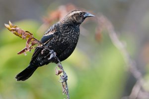 Juvenile male red-winged blackbird