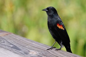 Male red-winged blackbird adult